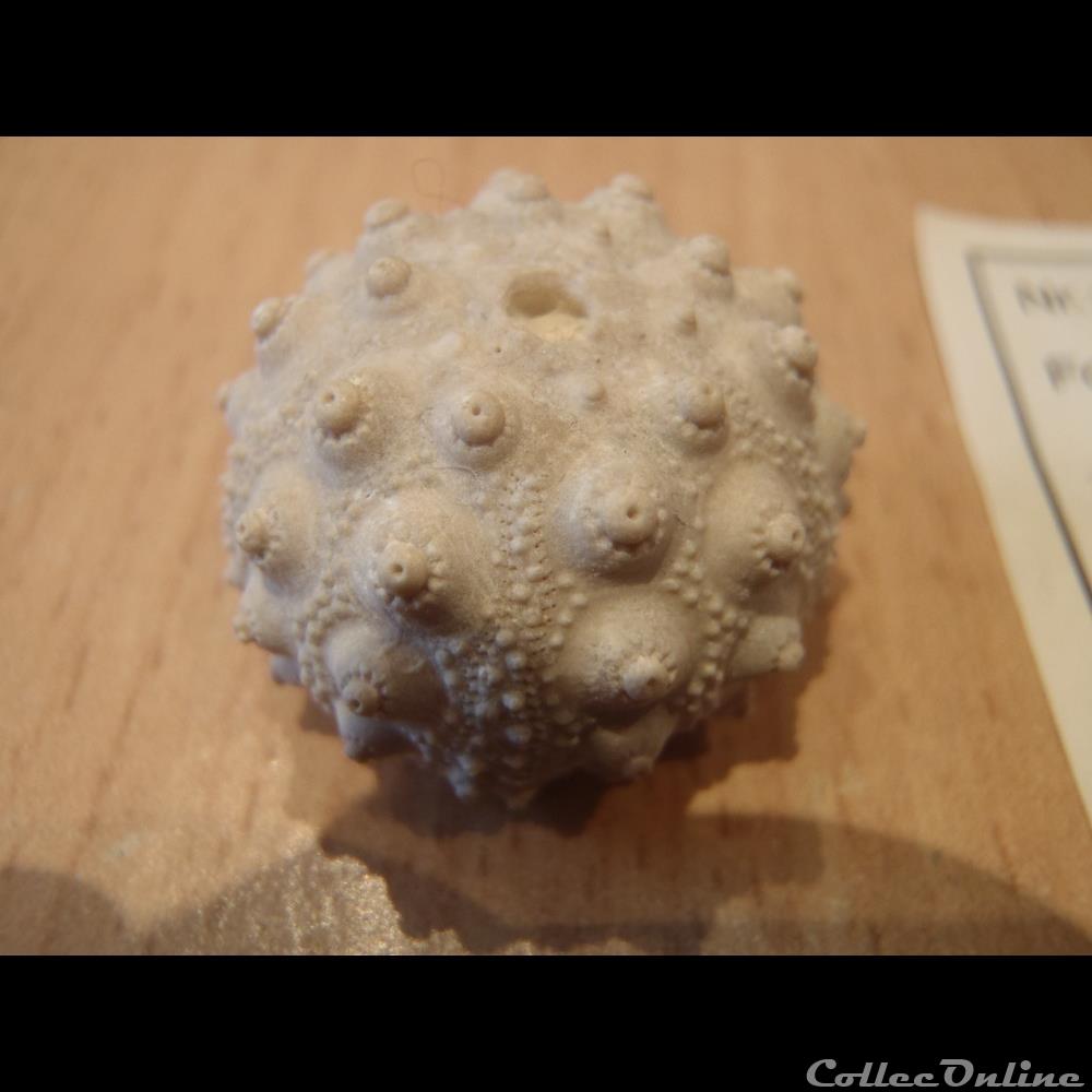 coquillage fossile invertebre hemicidaris crenularis