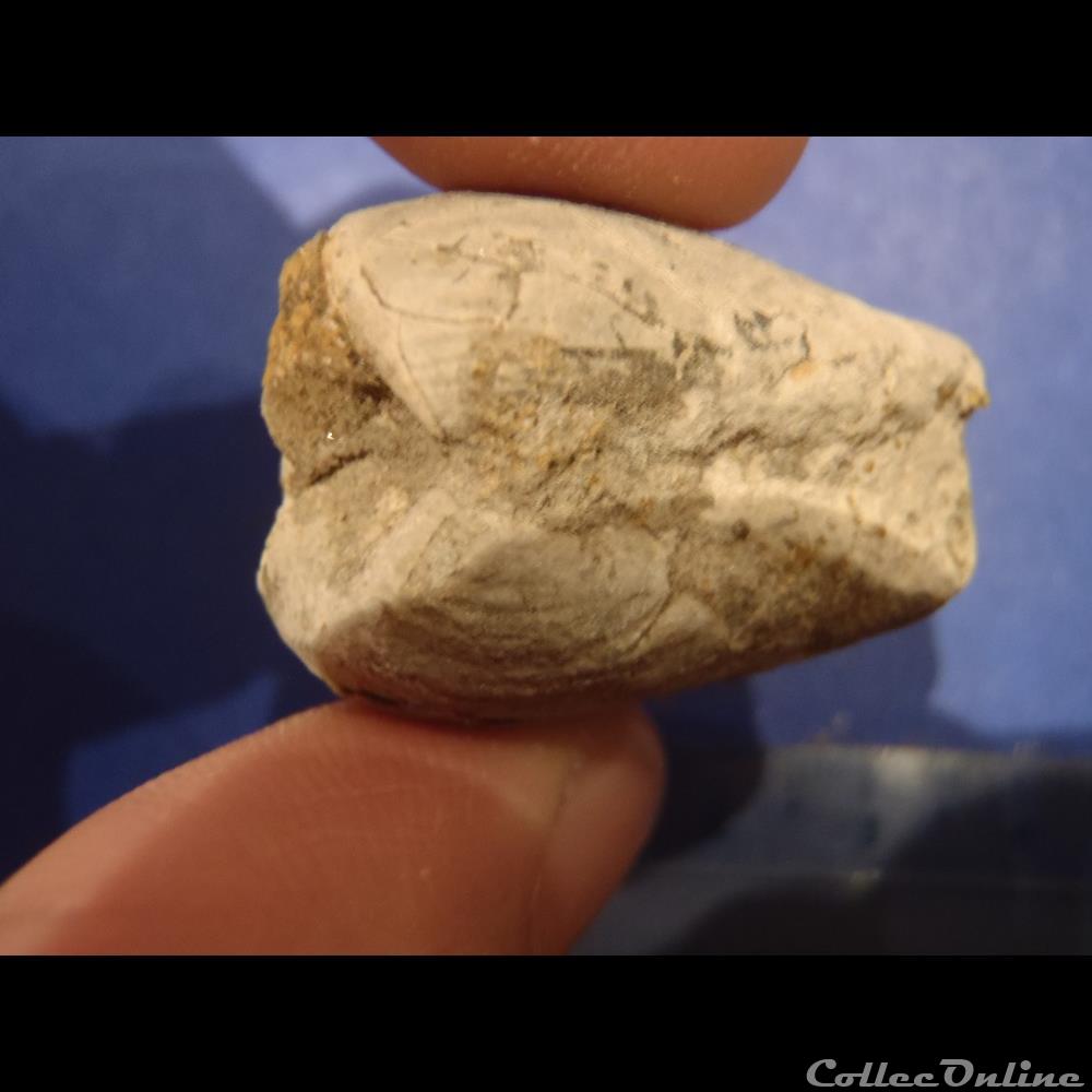 coquillage fossile bivalve indetermine