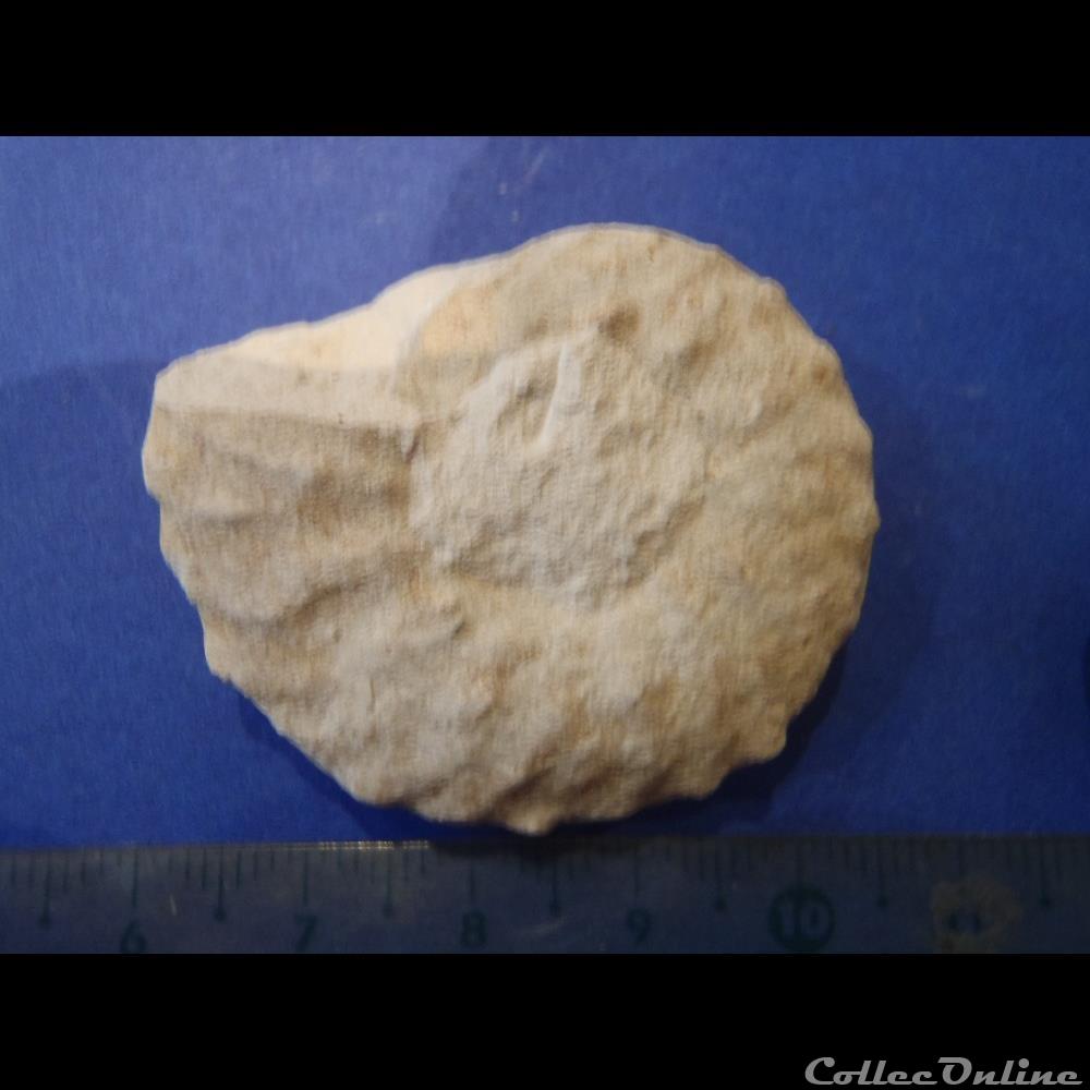 Schloenbachia varians coquillage fossile invertebre schloenbachia varians