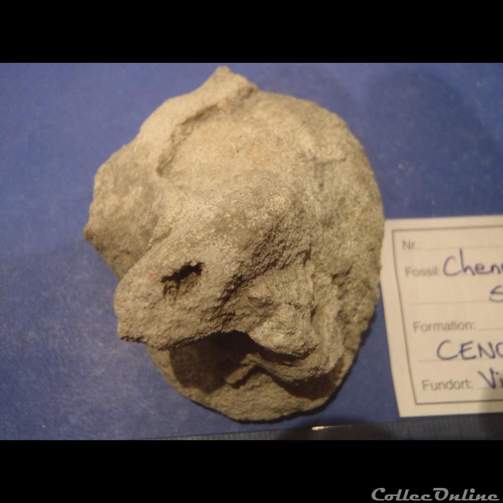 coquillage fossile invertebre chenendopora spe