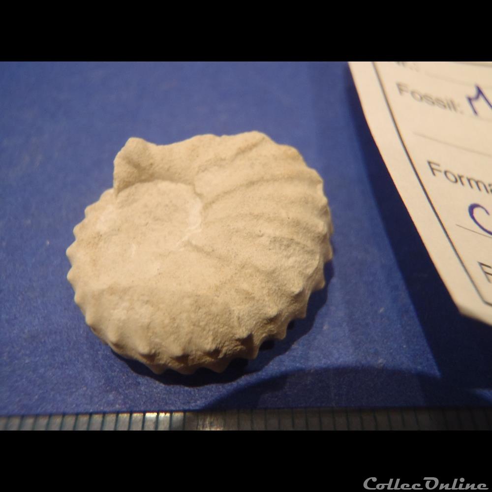 Mantelliceras mantelli coquillage fossile mantelliceras mantelli