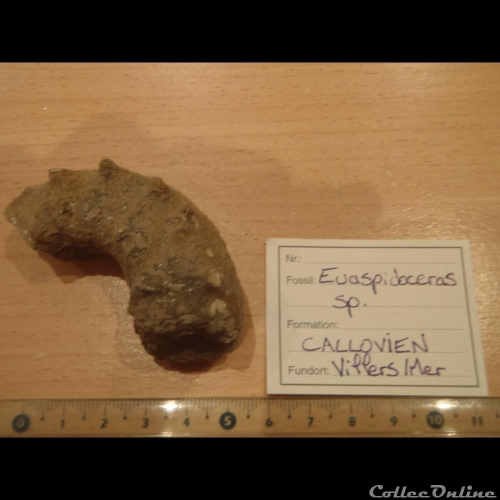 Euaspidoceras sp. coquillage fossile invertebre euaspidoceras sp