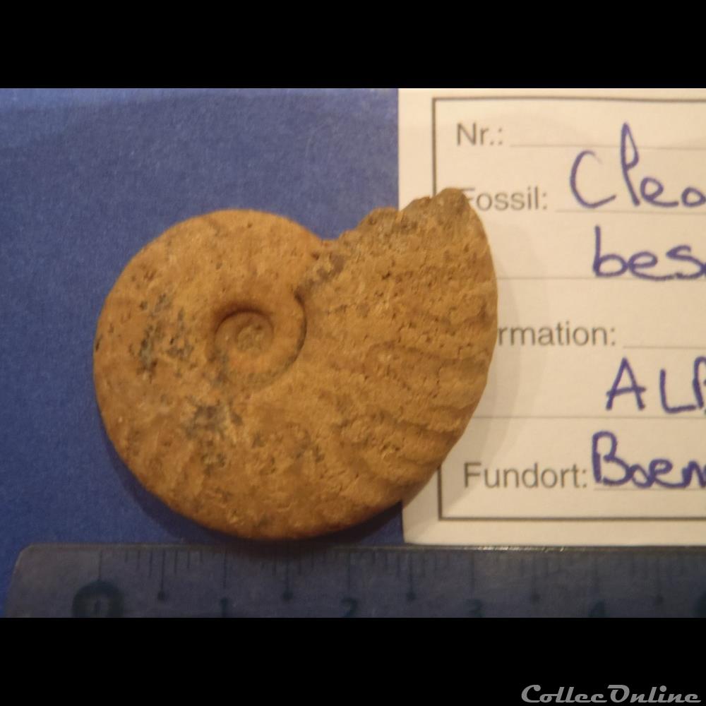 Cleoniceras besarei 8 2 coquillage fossile cleoniceras besarei 8