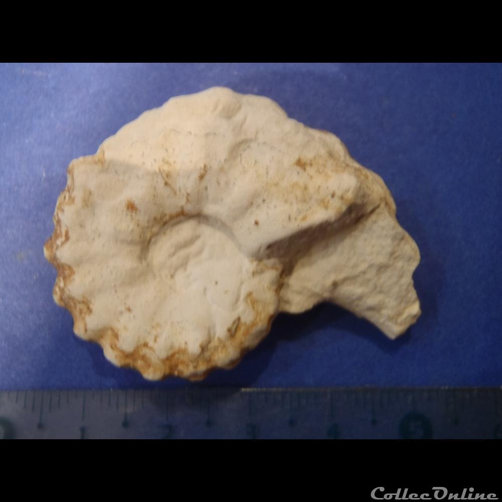 coquillage fossile invertebre acanthoceras