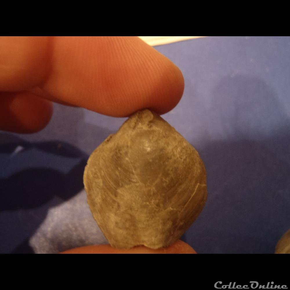 coquillage fossile invertebre gallienneithyris galliennei