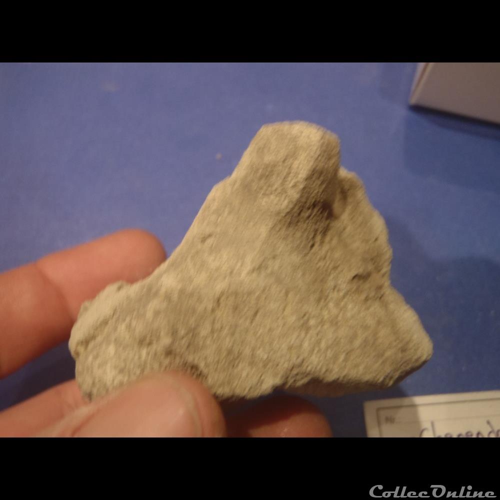 coquillage fossile invertebre chenendopora spe