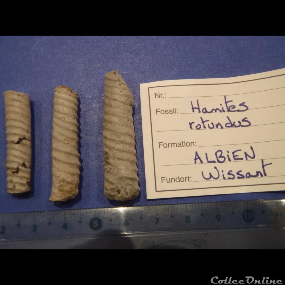 coquillage fossile invertebre hamites rotundus