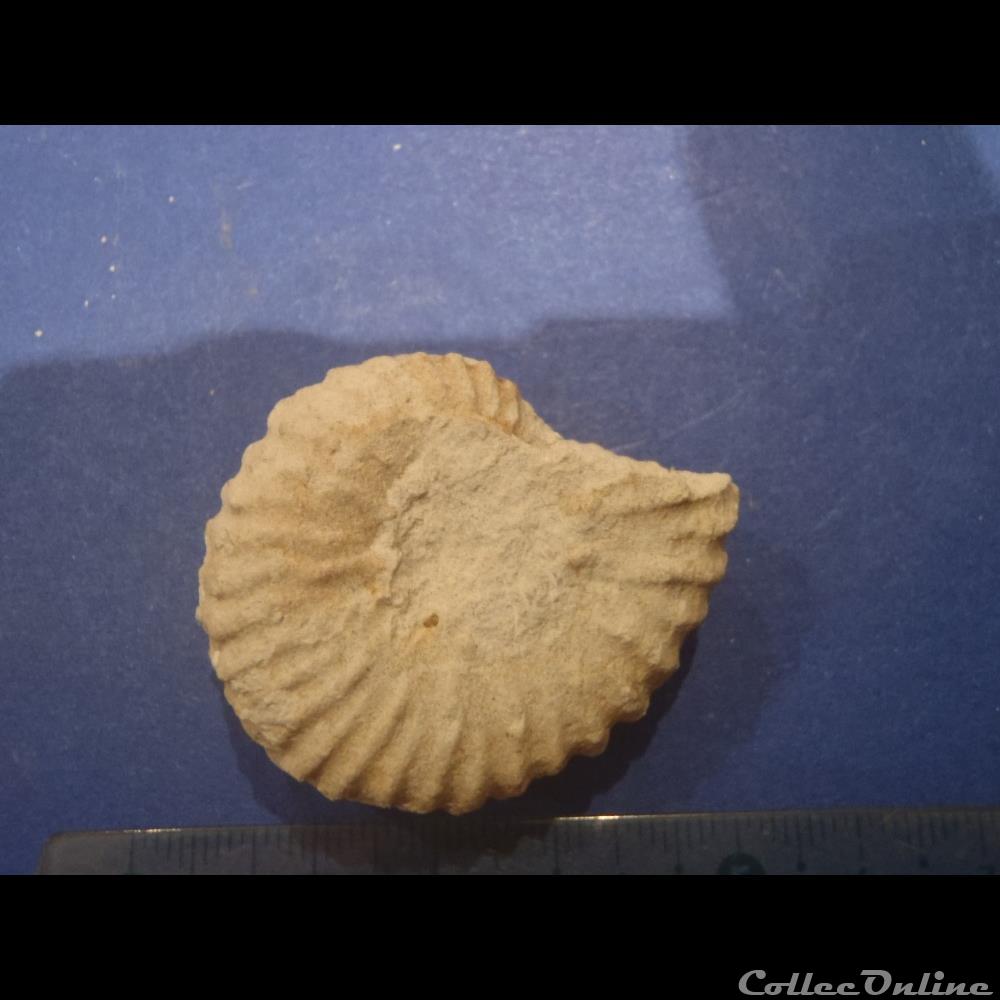 Mantelliceras mantelli 2 coquillage fossile invertebre mantelliceras mantelli