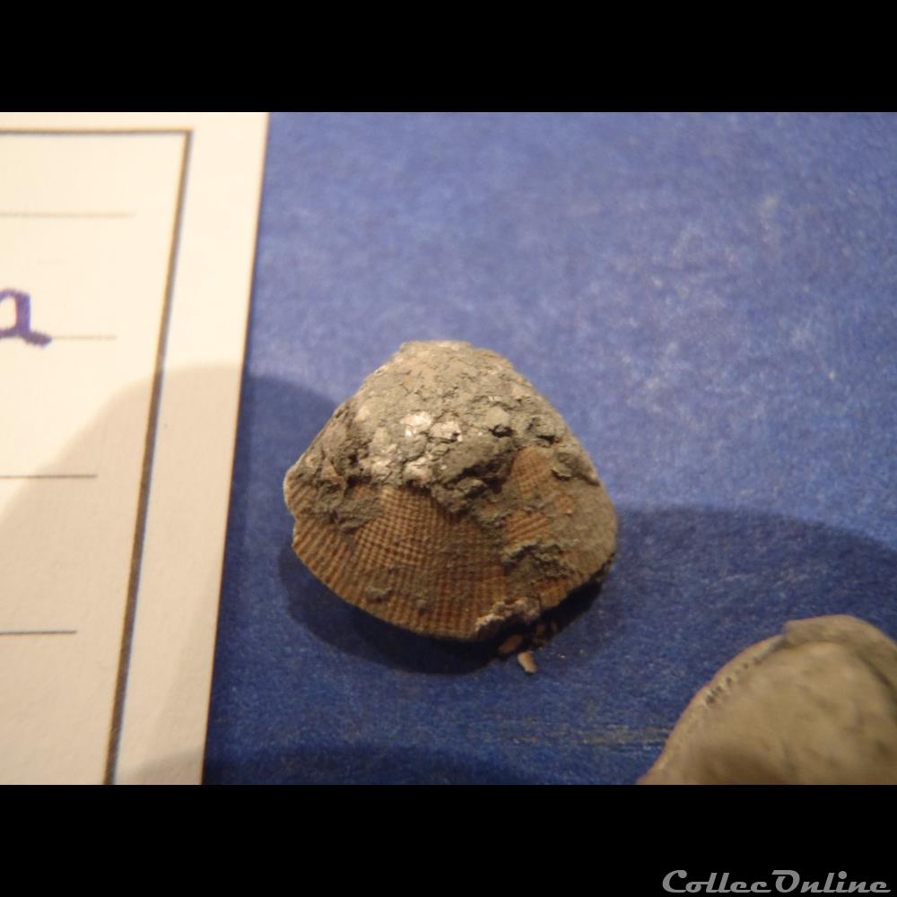 Pseudocardia tenuicosta 3 coquillage fossile invertebre pseudocardia tenuicosta