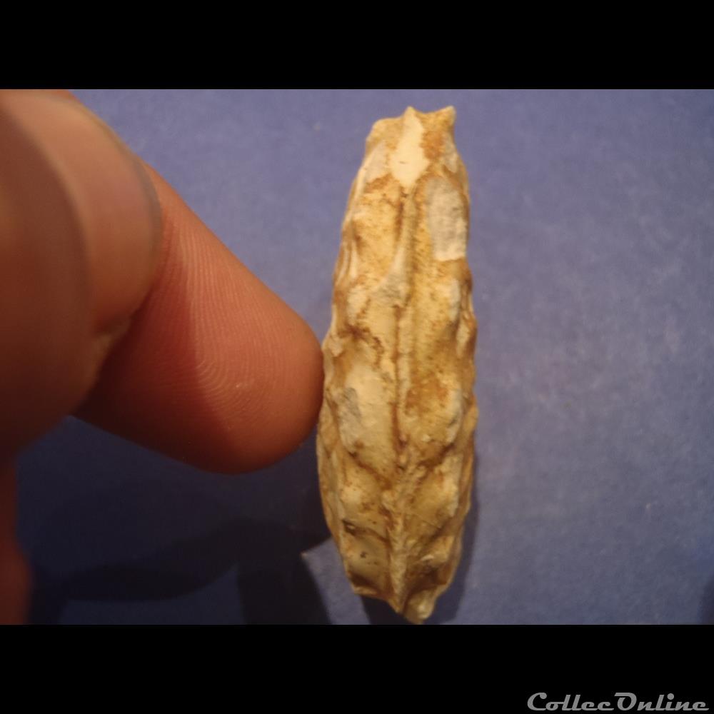 Schloenbachia varians coquillage fossile invertebre schloenbachia varians
