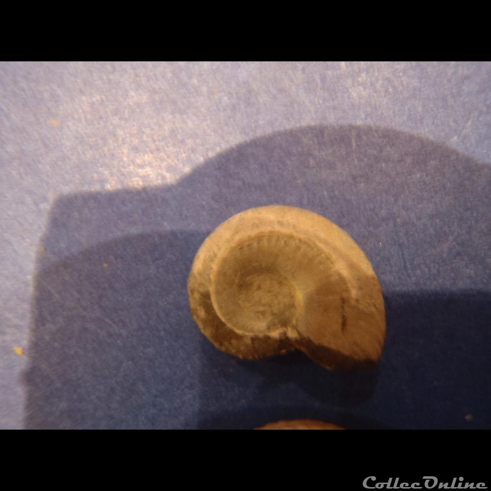 coquillage fossile invertebre anahoplites planus 5