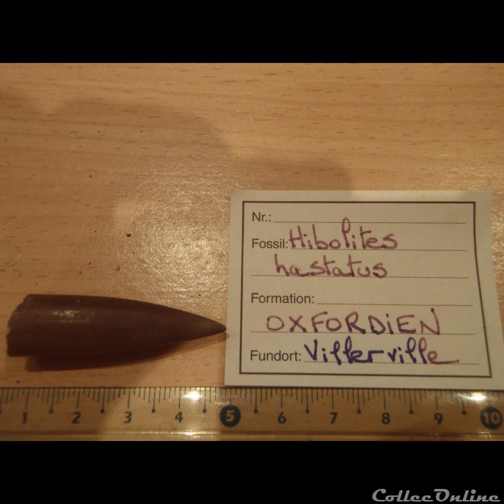 coquillage fossile hibolites hastatus