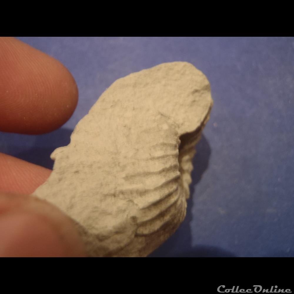 Mantelliceras mantelli coquillage fossile invertebre mantelliceras mantelli