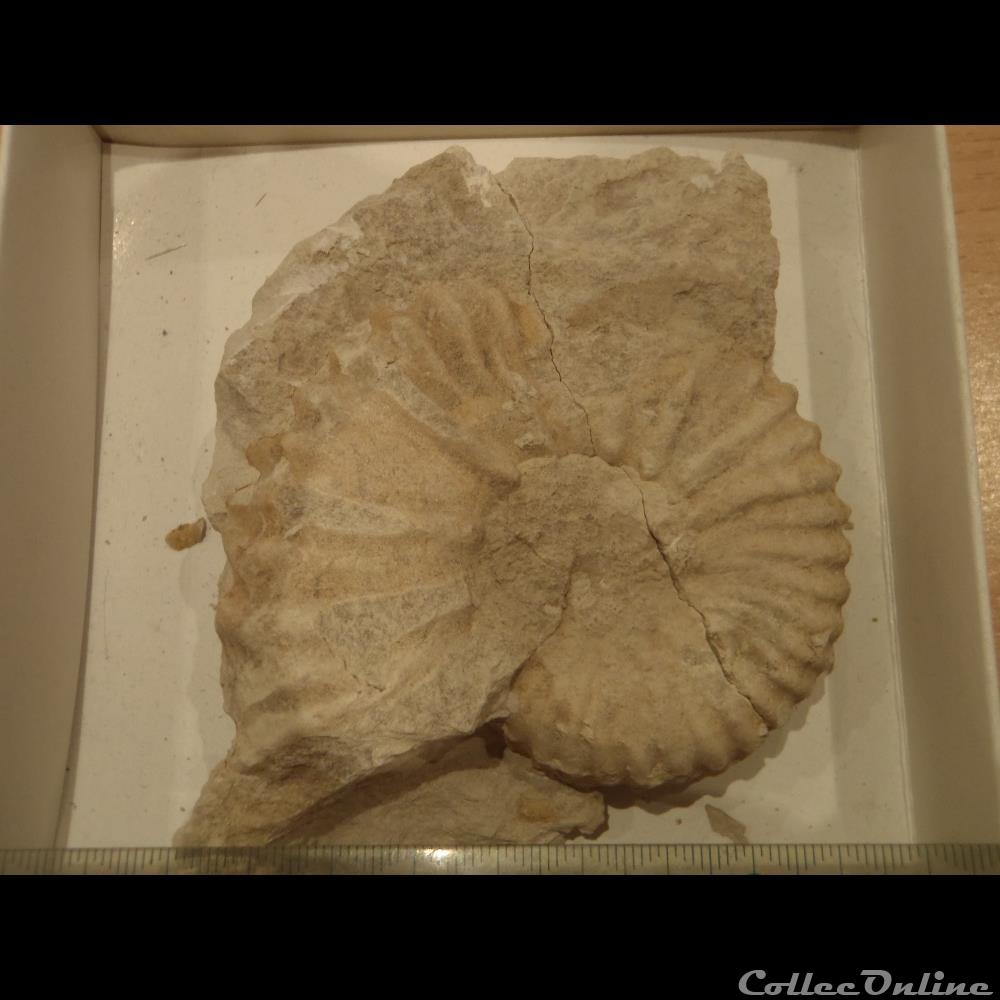 Mantelliceras mantelli 2 coquillage fossile invertebre mantelliceras mantelli