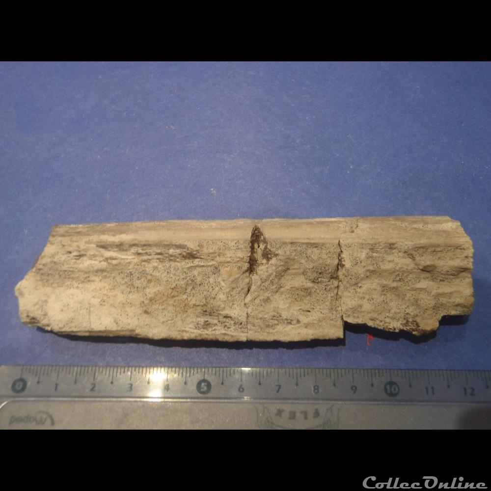 Fragments d'os indéterminé 3 coquillage fossile fragments os indetermine