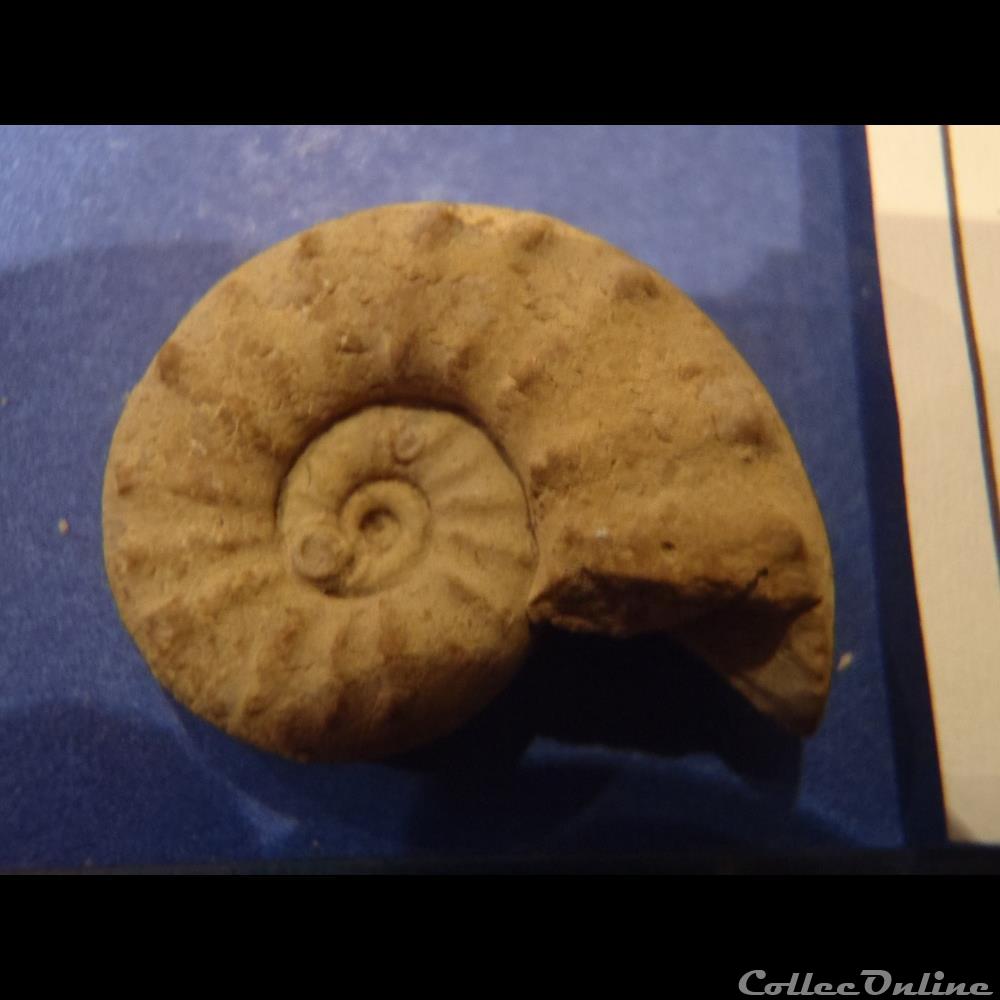 coquillage fossile invertebre euaspidoceras douvillei