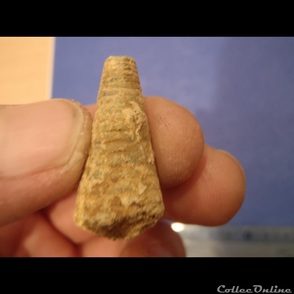 Gastéropode indéterminé coquillage fossile invertebre gasteropode indetermine