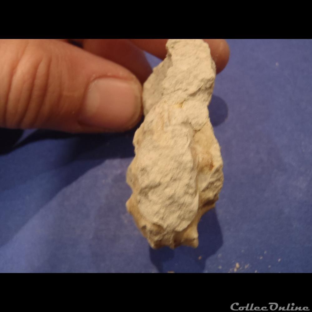 Schloenbachia varians 2 coquillage fossile schloenbachia varians