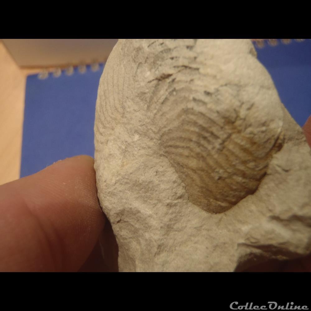 coquillage fossile invertebre cymatoceras