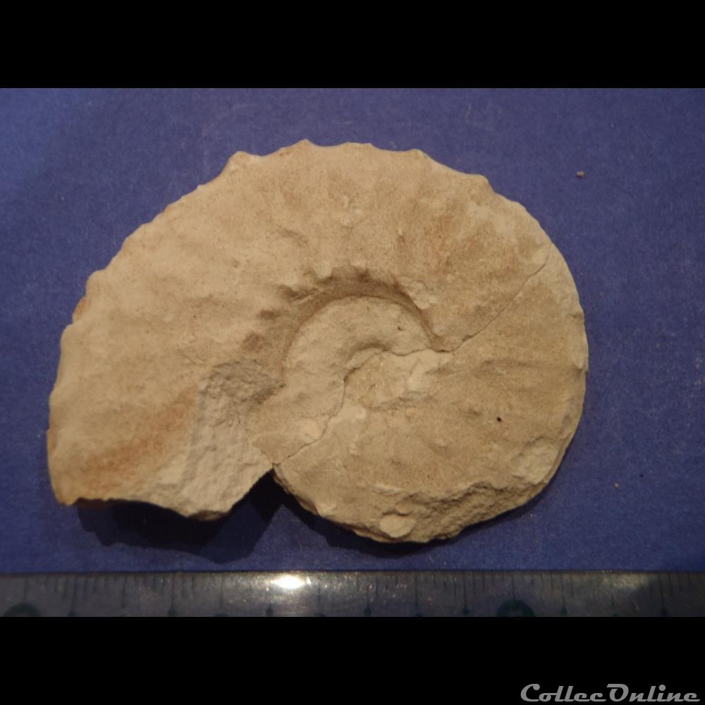 Schloenbachia varians 3 coquillage fossile invertebre schloenbachia varians