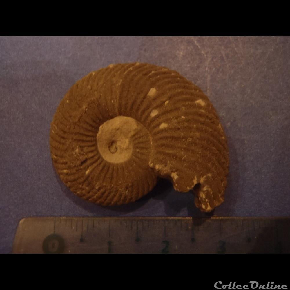 coquillage fossile invertebre indetermine