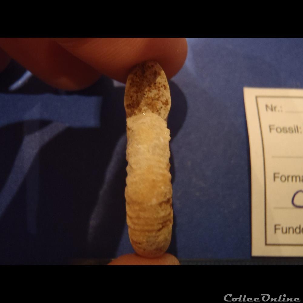 coquillage fossile invertebre choffatia sp