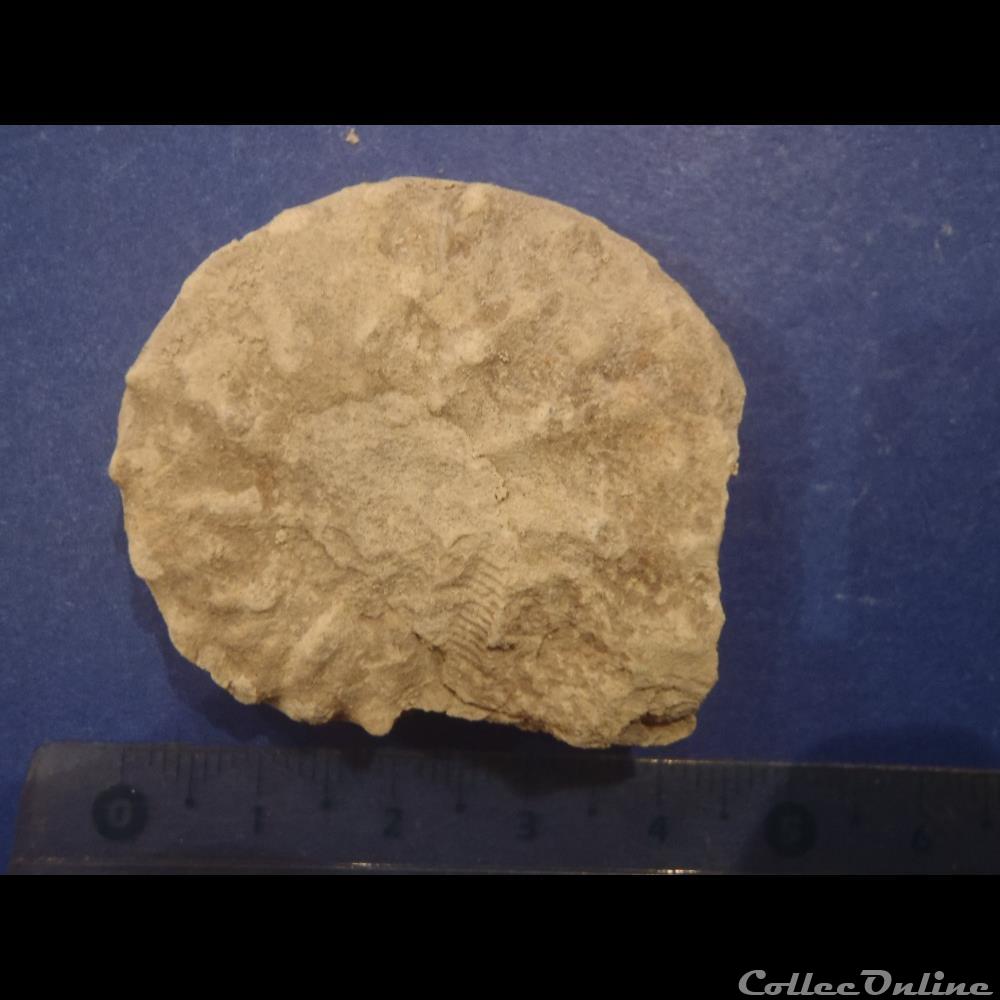 Schloenbachia varians 2 coquillage fossile invertebre schloenbachia varians