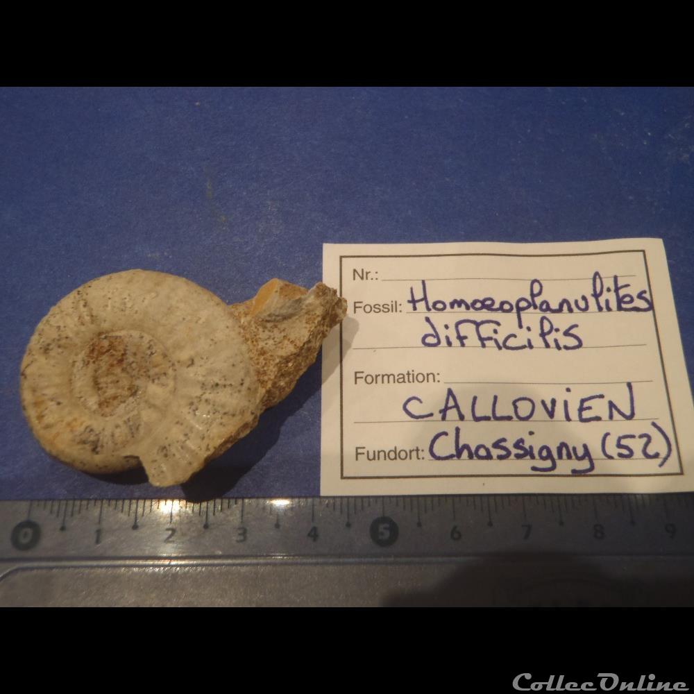 Homoeoplanulites difficilis coquillage fossile invertebre homoeoplanulites difficilis