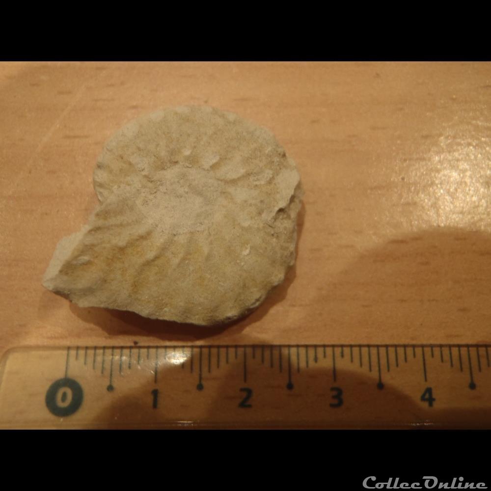 Schloenbachia varians coquillage fossile invertebre schloenbachia varians