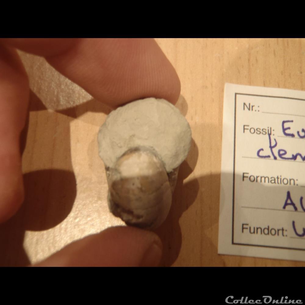 Eutrephoceras clementinum 3 coquillage fossile invertebre eutrephoceras clementinum 3
