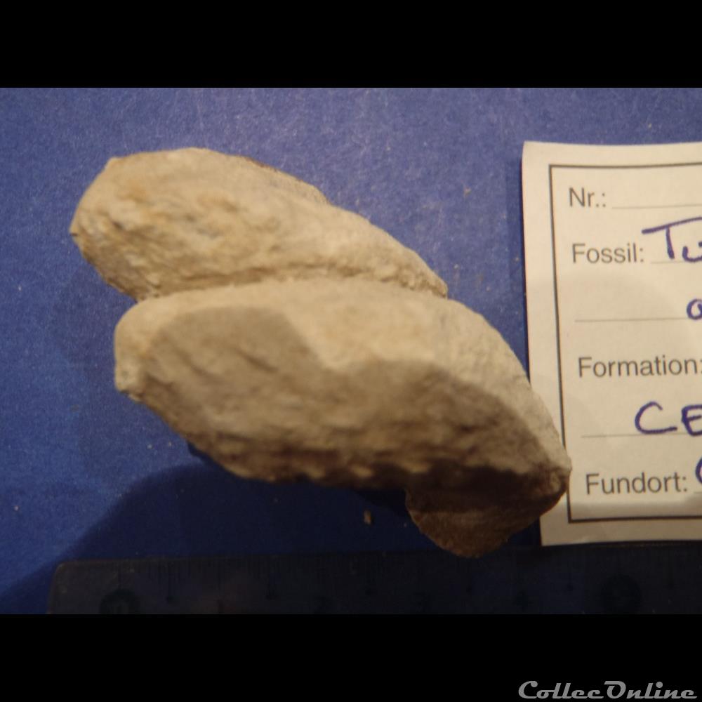 coquillage fossile invertebre turrilites acutus