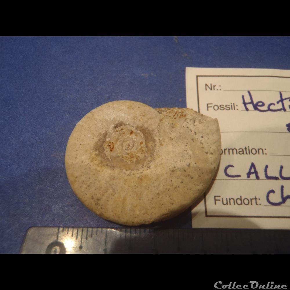 coquillage fossile invertebre hecticoceras spe