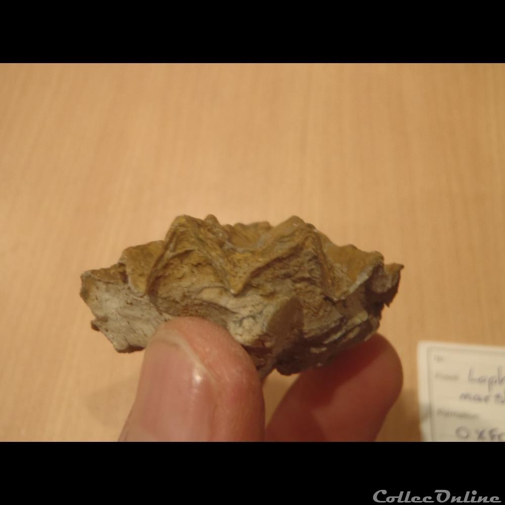 Lopha marshii coquillage fossile invertebre lopha marshii