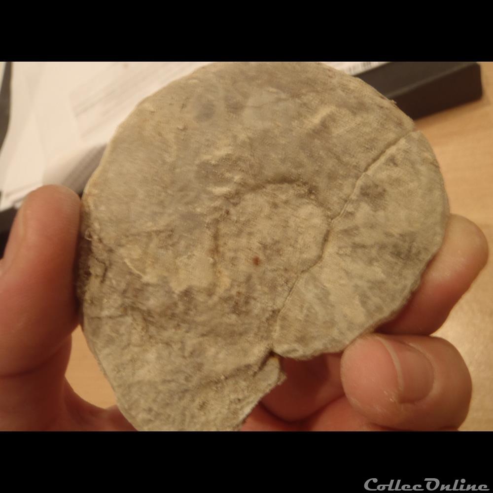 coquillage fossile invertebre schloenbachia varians