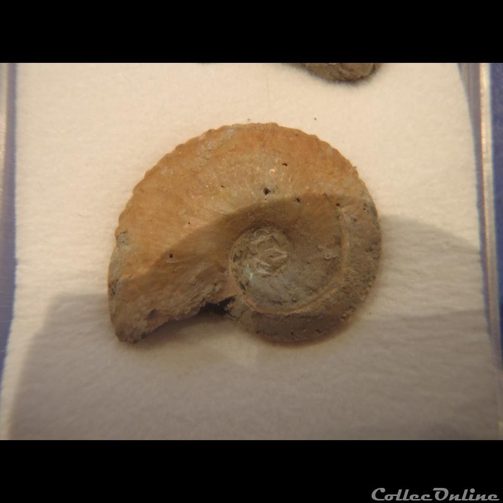 Anahoplites 3 coquillage fossile invertebre anahoplites