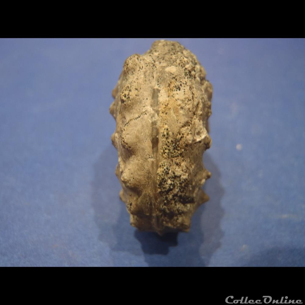 Schloenbachia varians 2 coquillage fossile invertebre schloenbachia varians