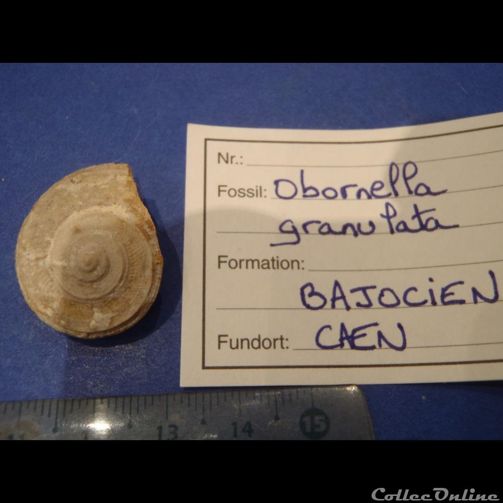 Obornella granulata coquillage fossile invertebre obornella granulata
