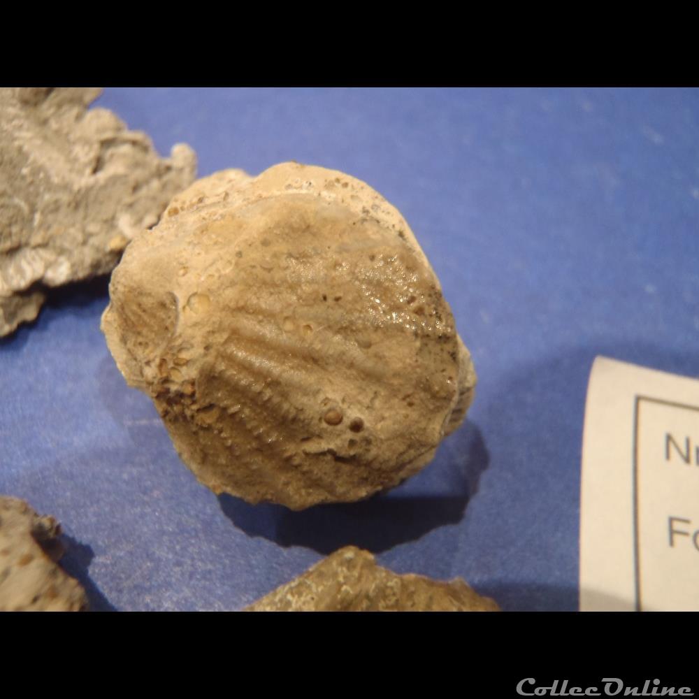Pecten subfibrosa 2 coquillage fossile invertebre pecten subfibrosa