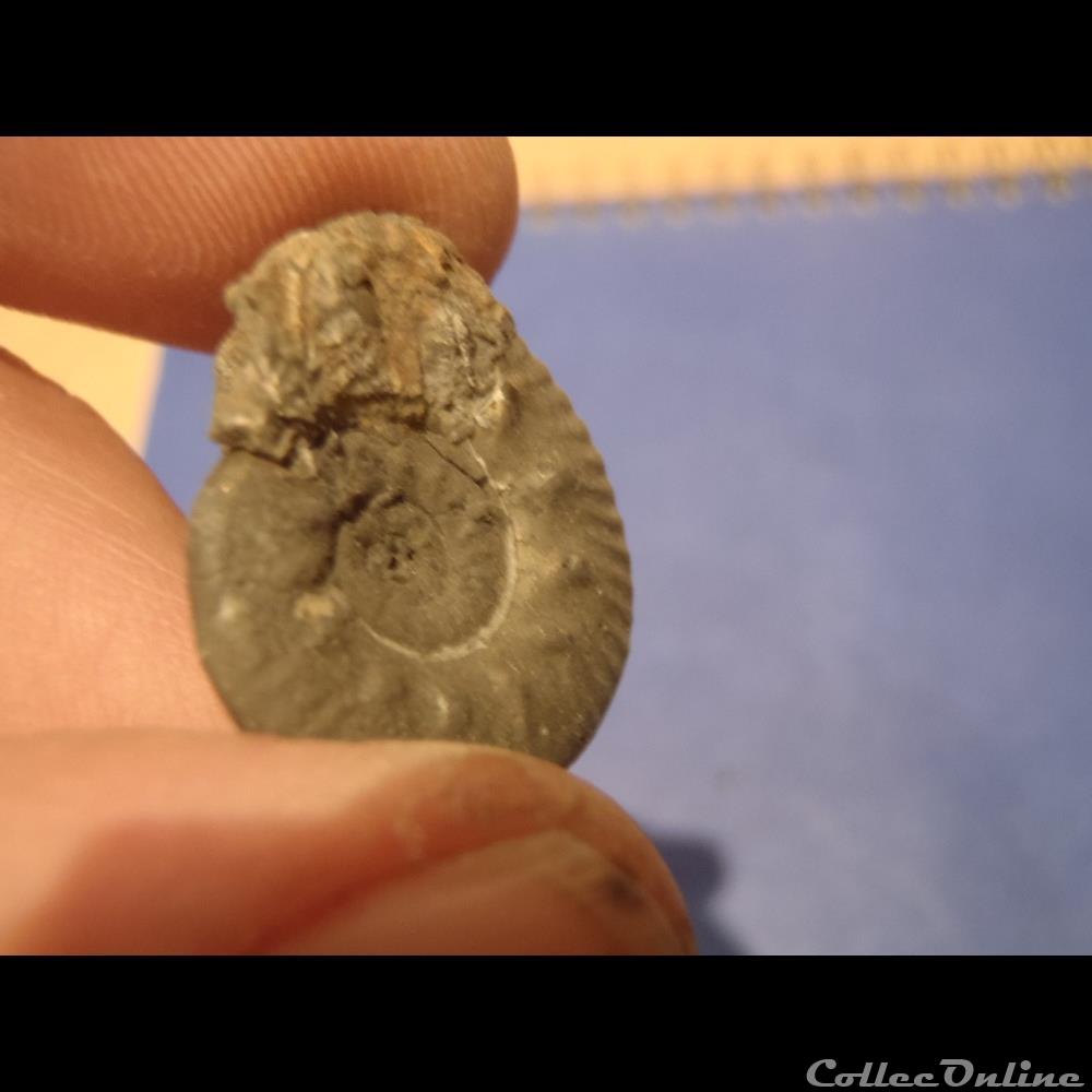 coquillage fossile indetermine