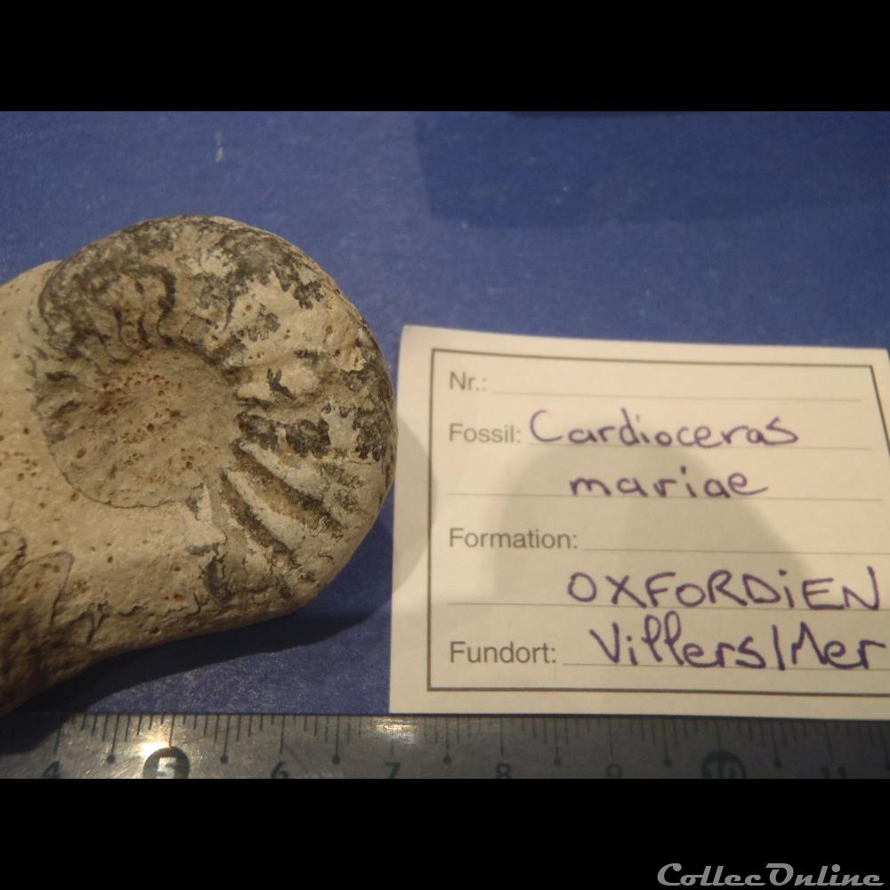 coquillage fossile invertebre cardioceras mariae