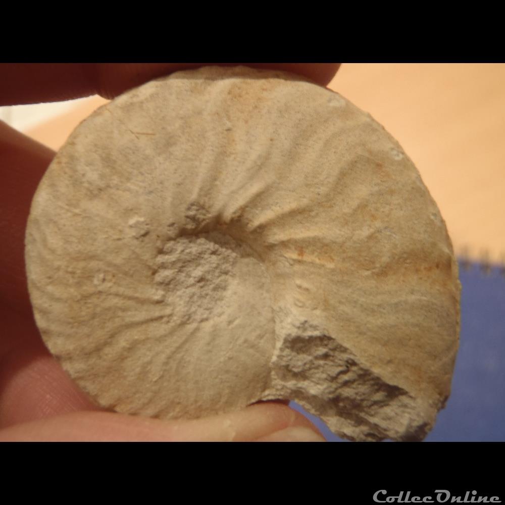 Schloenbachia varians 2 coquillage fossile invertebre schloenbachia varians