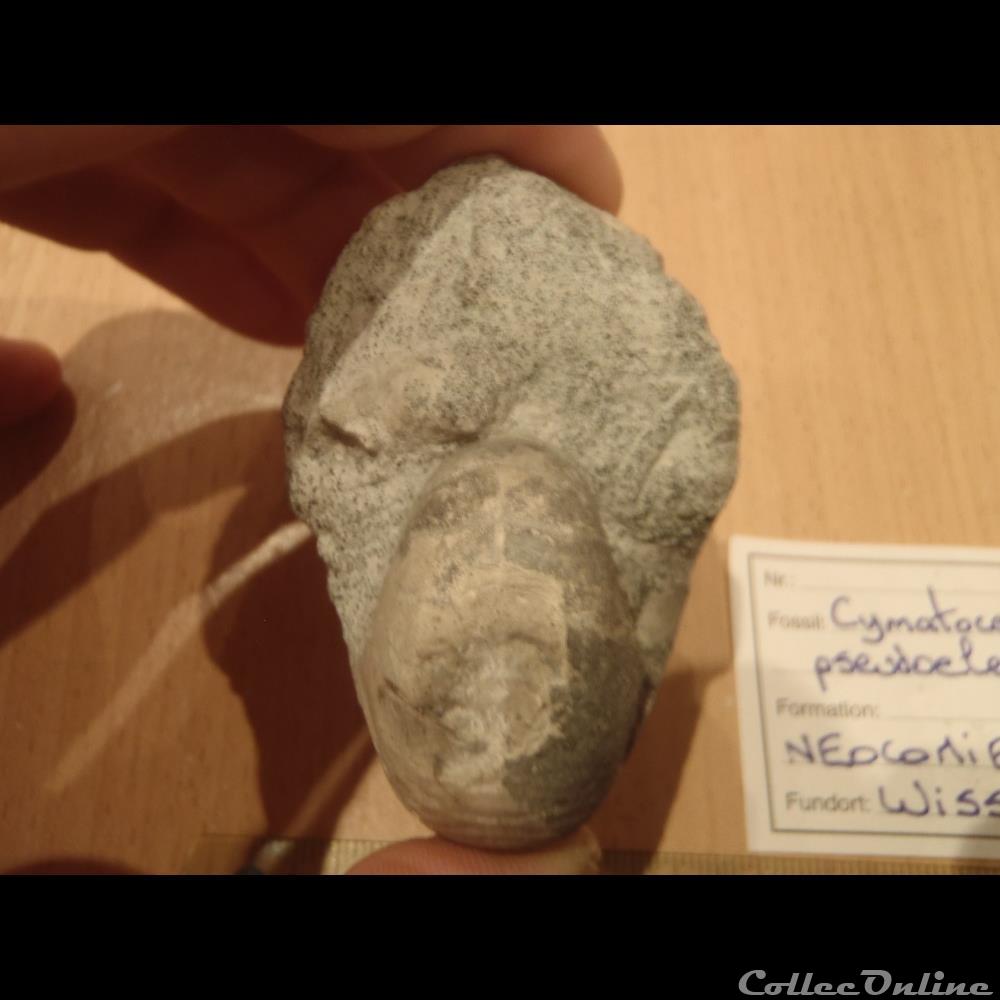 coquillage fossile invertebre cymatoceras