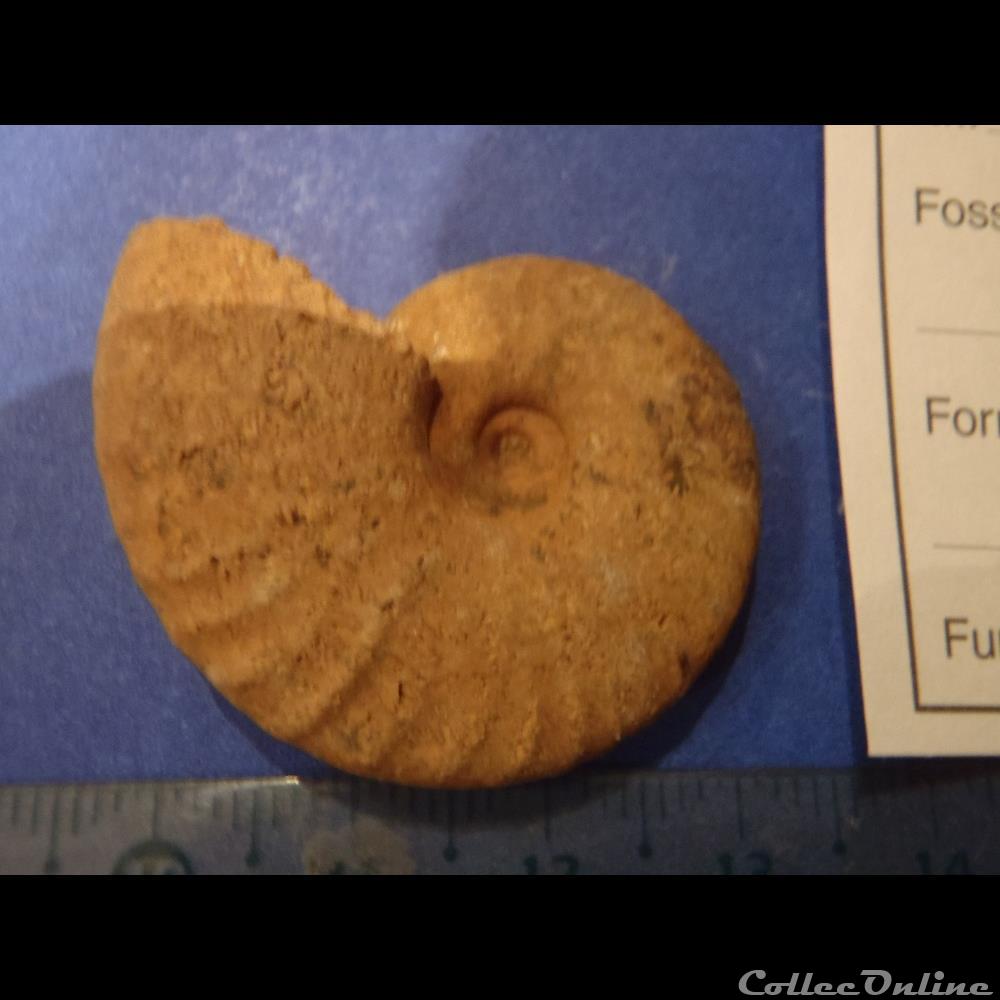 Cleoniceras besarei 7 3 coquillage fossile invertebre cleoniceras besarei 7