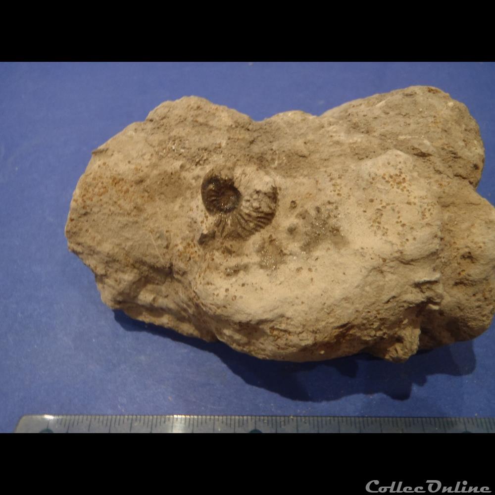 Indéterminé 3 coquillage fossile invertebre indetermine