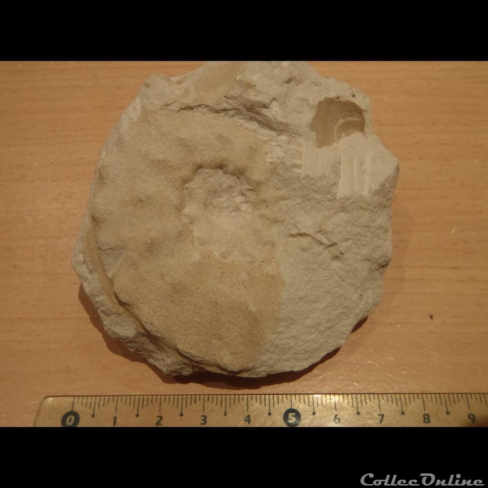 Schloenbachia varians coquillage fossile invertebre schloenbachia varians