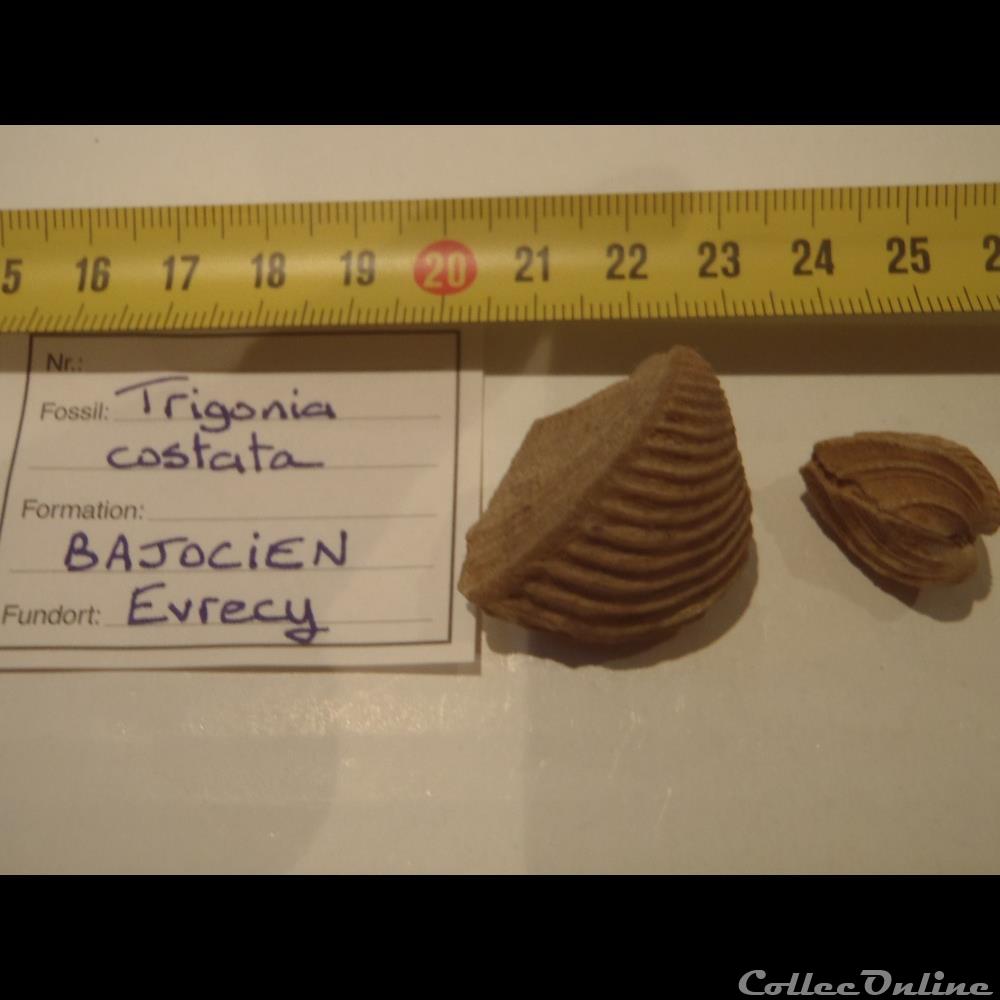 Trigonia costata coquillage fossile invertebre trigonia costata