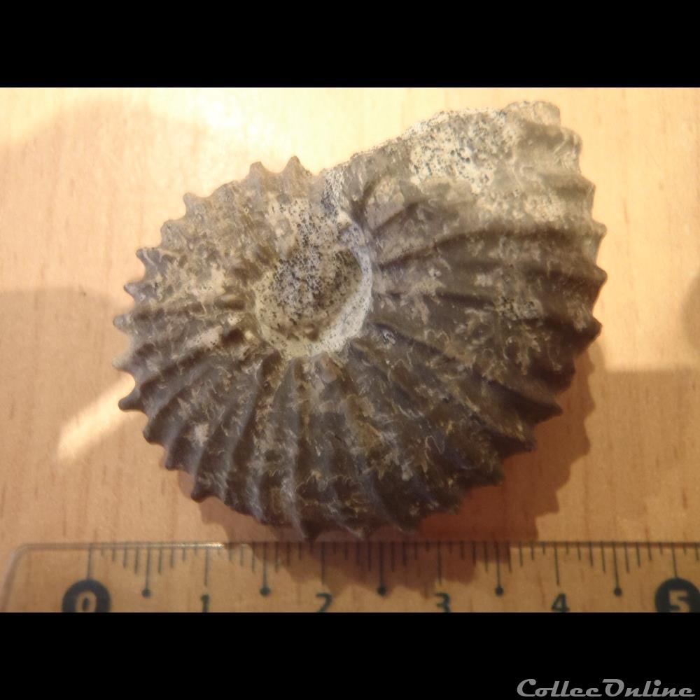 Mantelliceras mantelli 3 coquillage fossile invertebre mantelliceras mantelli
