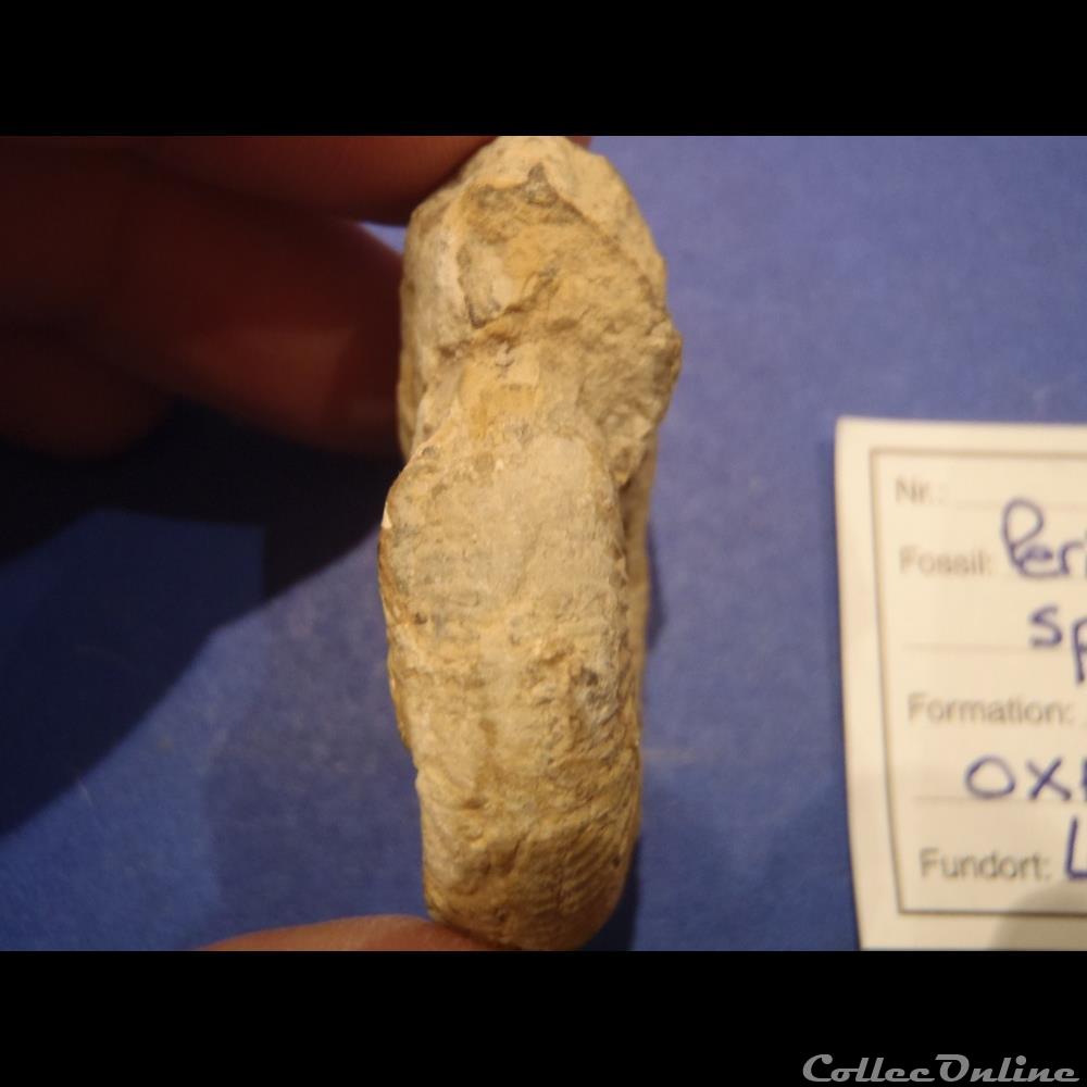 Perisphinctes sp. 2 coquillage fossile invertebre perisphinctes sp