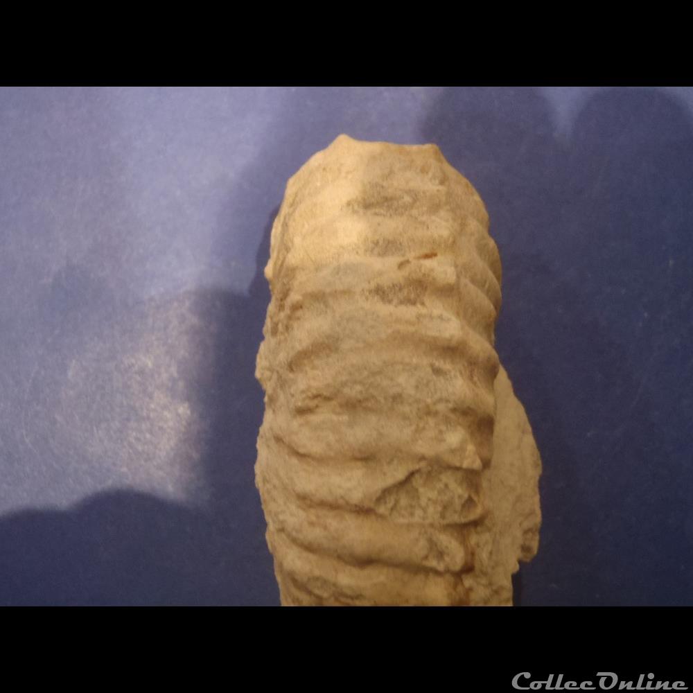Mantelliceras mantelli 3 coquillage fossile invertebre mantelliceras mantelli