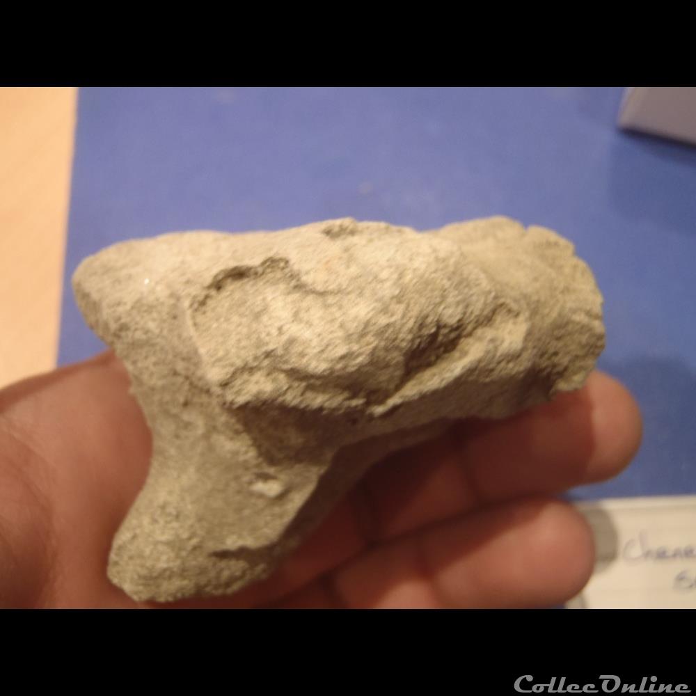 coquillage fossile invertebre chenendopora spe